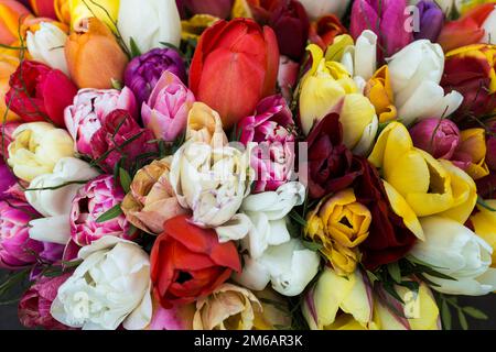 Bouquet mit bunten Tulpen Stockfoto