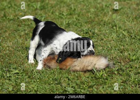 Jagdhund, englischer Springer Spaniel, 7 Wochen alte Welpen, die mit gebräunter Hasenhaut spielen, Allgaeu, Bayern, Deutschland Stockfoto