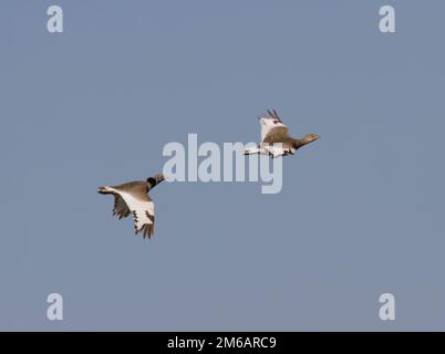 Männliche und weibliche kleine Bustard, die über die Steppe fliegt. Stockfoto