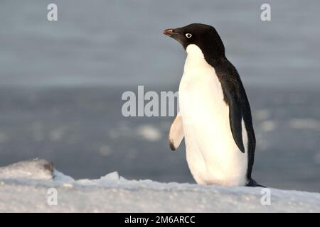 Adelie-Pinguin, der auf einem Hang steht und in die Ferne schaut. Stockfoto