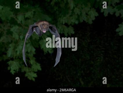 Seezunge (Nyctalus noctula) im Flug auf der Suche nach Insekten auf einem Ahornbaum, Brandenburg Stockfoto