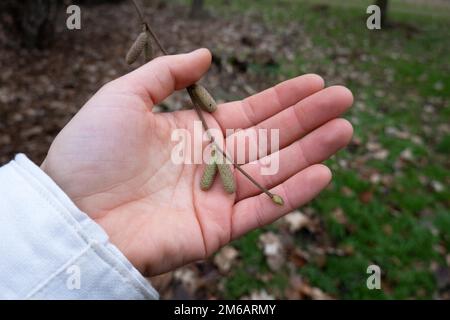 Gemeine Hasel (Corylus avellana), männliche Blütezeit, Velbert, Nordrhein-Westfalen, Deutschland Stockfoto