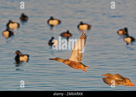 Nordschaufel (Anas clypeata), männlich und weiblich, im Flug, hinter ihnen Enten auf dem Wasser, Chiemsee, Chiemgau, Oberbayern, Bayern, Deutschland Stockfoto