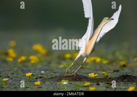 Squacco Heron (Ardeola ralloides) zwischen den Blüten der Wasserränder (Nymphoides peltata), in Abreise, Ungarn Stockfoto