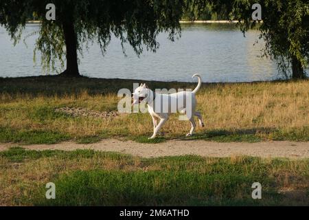 Dogo Argentino großer, weißer, reinrassiger junger Hund, der auf einem Pfad entlang des Seeufers spaziert Stockfoto