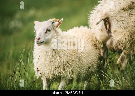 Auf der Weide ruhende isländische Schafe Stockfoto