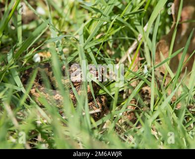 Kleine giftige Schlange, weiblich Adder oder Viper, versteckt in langem Gras. Stockfoto