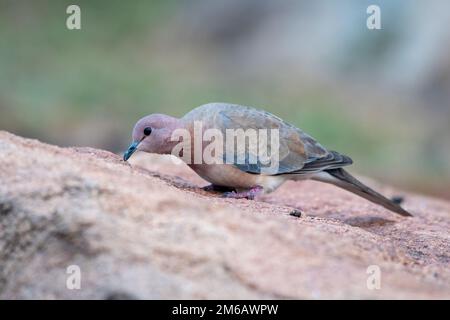 Lachtaube oder Spilopelia senegalensis in Hampi in Indien beobachtet Stockfoto