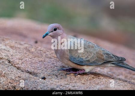 Lachende Taube oder Spilopelia senegalensis beobachtet in Hampi in Karnataka, Indien Stockfoto