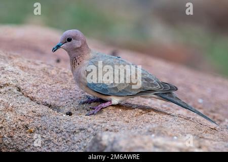 Lachende Taube oder Spilopelia senegalensis beobachtet in Hampi in Karnataka, Indien Stockfoto