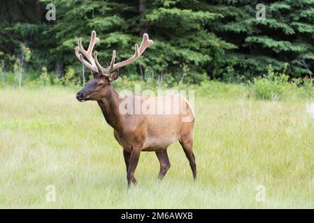 Bullenwale auf Graswiesen in Nordamerika, die mit Tannenbäumen im Hintergrund spazieren Stockfoto