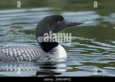 Erwachsener, gewöhnlicher Seetaucher (Gavia immer), der auf einem See schwimmt. Stockfoto