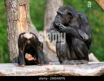 Westlicher Schimpanse (Pan troglodytes verus), Mutter und jung, in Gefangenschaft, Deutschland Stockfoto