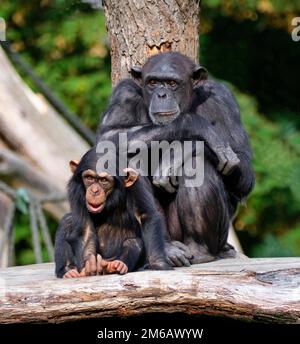 Westlicher Schimpanse (Pan troglodytes verus), Mutter und jung, in Gefangenschaft, Deutschland Stockfoto