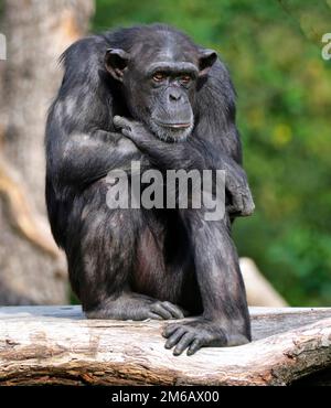 Westliche Schimpansen (Pan troglodytes verus), Erwachsene, weiblich, pensiv, gefangen, Deutschland Stockfoto