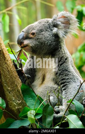 Koala (Phascolarctos cinereus) isst Eukalyptusblätter, gefangen, Deutschland Stockfoto