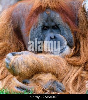 Orang Borneo Orang-Utan (pongo pygmaeus), Tierporträt eines Mannes, Erwachsenen, Gefangener, Deutschland Stockfoto