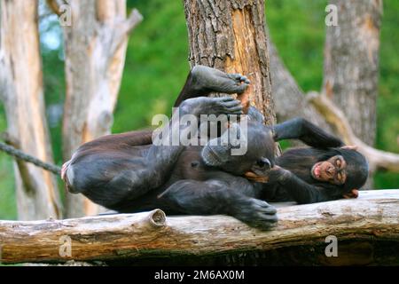 Westlicher Schimpanse (Pan troglodytes verus), spielende Mutter und junge, in Gefangenschaft, Deutschland Stockfoto