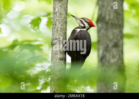 Pilgerspecht (Dryocopus pileatus) hoch oben auf einem kleinen Baum und beobachten. Stockfoto