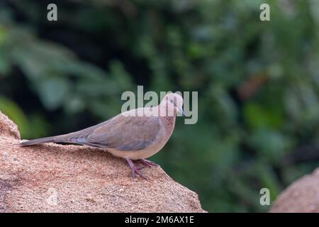 Lachende Taube oder Spilopelia senegalensis beobachtet in Hampi in Karnataka, Indien Stockfoto