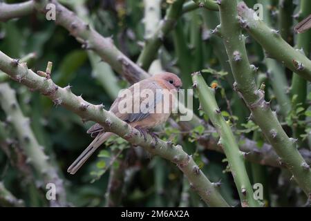 Lachende Taube oder Spilopelia senegalensis beobachtet in Hampi in Karnataka, Indien Stockfoto