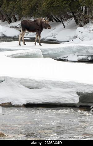 Ein zehn Monate alter Bullenelch überquert eine Eisbrücke über einen gefrorenen Fluss. Alces americanus Stockfoto