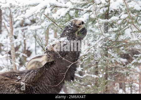 Ein zehn Monate alter Bullenelch isst im Winter Balsamtanne in einem Wald. Alces americanus Stockfoto