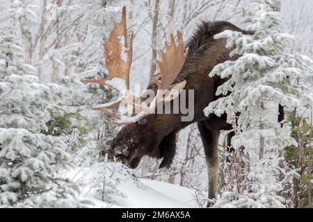 Ein Elch mit einem riesigen Geweih isst im Winter in einem Wald Balsamtanne. Alces americanus Stockfoto