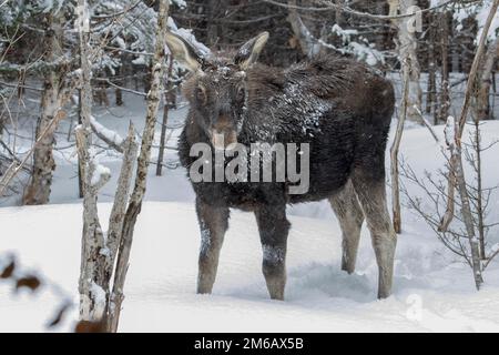 Ein zehn Monate alter Bullenelch wacht im Winter in einem Wald vor sich. Alces americanus Stockfoto