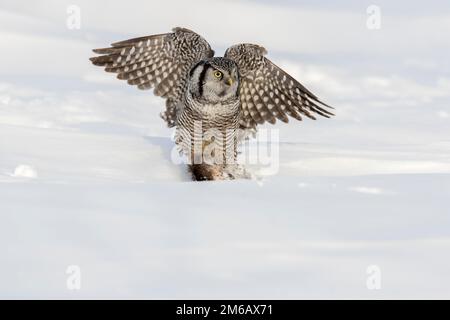 Hawk-Eule, die im Winter eine Bisamratte (Ondatra zibethicus) isst. Surnia ulula und Stockfoto