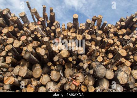 Ein Haufen Stämme entlang einer Waldstraße Stockfoto