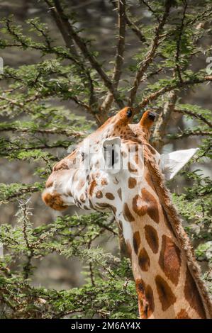 Einen Masai Giraffe Essen treibt aus einem dornigen Akazie. Stockfoto