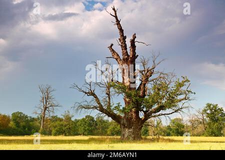 650 Jahre alte Eiche im Sterbeprozess, Auswirkungen von Dürrebelastung auf Pflanzen, Symbol des Klimawandels, Biosphärenreservat der Mittelelbe Stockfoto