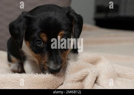 Jack Russell Terrier Welpe liegt auf einer flauschigen Decke und sieht herzzerreißend aus Stockfoto