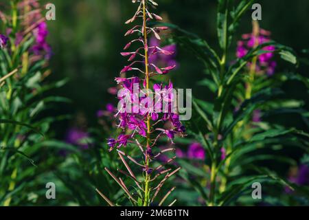 Nahaufnahme leuchtend violette Weidenkräuter (Feuerkraut oder Ivan-Tee) Elobium-Blüten, die auf der Wiese wachsen Stockfoto