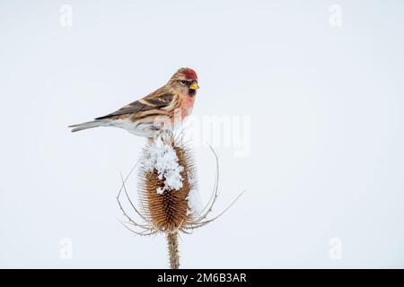 Männliches Kabarett von Lesser Redpoll-Acanthis sitzt auf schneebedecktem Teasel Dipsacus fullonum. Im Winter. Uk Stockfoto