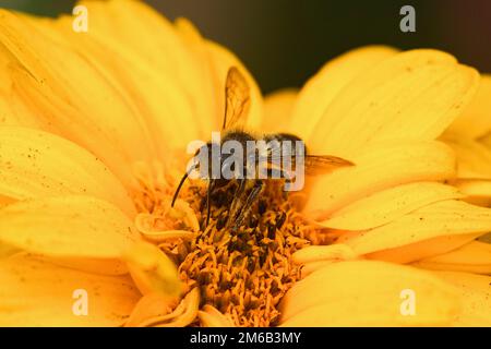 Natürliche Nahaufnahme einer männlichen Blattschneiderbiene, Megachile centuncularis, auf einer gelben Blume im Garten, Stockfoto