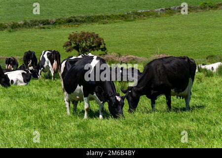 Mehrere Kühe fressen Gras. Rinder auf einem Viehzuchtbetrieb. Landschaftsbau. Biobauernhof. Schwarz-weiße Kuh auf grünem Grasfeld Stockfoto