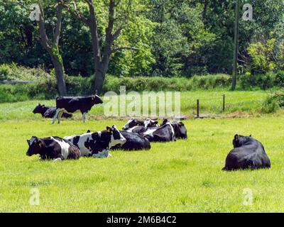 Mehrere Kühe und ein schwarzer Stier liegen an einem sonnigen Frühlingstag auf einer grünen Wiese. Rinder auf Freilandhaltung. Ökologischer Bauernhof, Landschaft. Schwarz-weiße Kuh Lyi Stockfoto