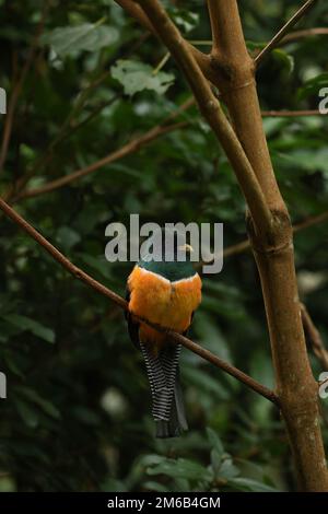 Ein Collared Trogon, der auf einem Ast im Regenwald sitzt Stockfoto