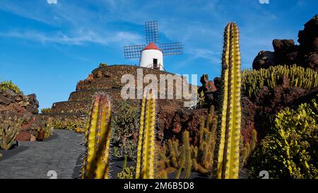 Jardin de Cactus, Kaktusgarten, Windmühle, längliche Kakteen, Cesar Manrique, Blauer Himmel, weiße Wolken, Lanzarote, Kanarische Inseln, Spanien Stockfoto