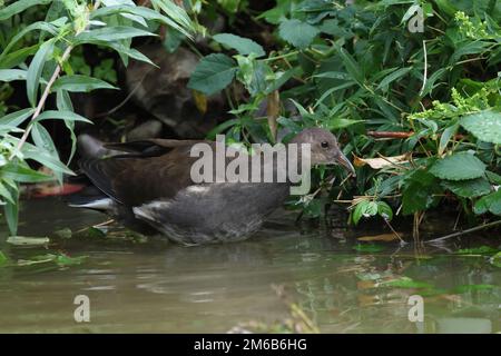 Junges Gemeiner Moorhen (Gallinula chloropus) beim Spaziergang durch flaches Wasser eines kleinen Teiches Stockfoto