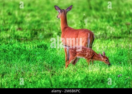 Ein Weißschwanzfawn frühstückt in der Cades Cove im Great Smoky Mountains-Nationalpark. Der Fokus liegt auf dem Fawn. Stockfoto