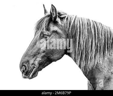 Ein Seitenfoto von Kopf und Hals eines Pferdes in Schwarz und Weiß mit großartigen Details und Schärfe. Das Porträt der Pferde ist auf Weiß isoliert. Stockfoto
