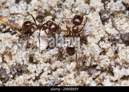 Zwei Ameisen Stockfoto
