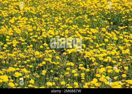 Blumenteppich aus vielen gelben Löwenzahnen als Hintergrund bei hellem Sonnenschein aus der Nähe Stockfoto