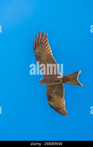 Gelber Glatzdrachen schwebt in blauem Himmel mit gestreckten Flügeln Stockfoto