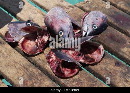 Angelköder am Pier, Santa Maria, Sal, Kap Verde, Afrika Stockfoto