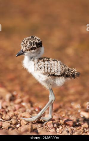 Schlappschwanz auf Kieselstrand am Victoria-See Stockfoto