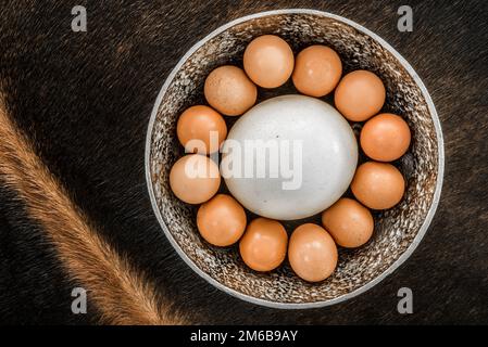 Bäcker Dutzende Eier, einschließlich Straußenei. Stockfoto